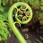 botanicalmind