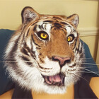 HeidiTheTiger