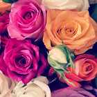 rosesofroses