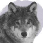 9houseofwolves