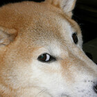 BuddyOne