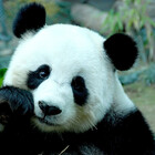 cucumbertee