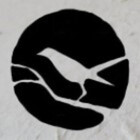 Turdus-Merula