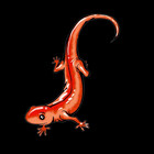 srednamalas