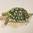 thetinytortoise