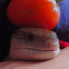 peperoniebabie