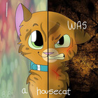 WarriorCatLover