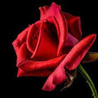 Rosa0506