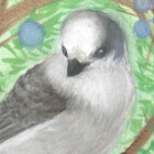 GrayJayDesigns