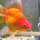 IlluminatiFish
