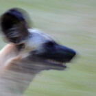 WildEarth