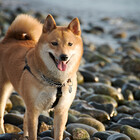 ShibaDiva