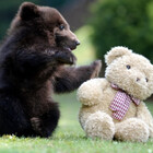 bearynice3
