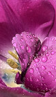 AnnasFloristry