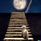 magicadesign