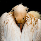 Animal-Photos