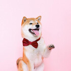 Petsbubbles