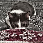 DjoleTheCat
