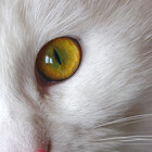 redgray