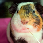 Kipperpig