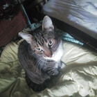 mycatscyouart