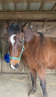 Izequestrian7
