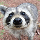 RaccoonJerky