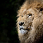 Wildlife TVz