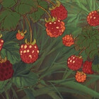 wildcardly
