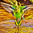 Budgiestuff