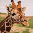 PinkGiraffe23