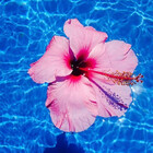 Caribbean-Art