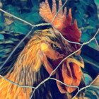 artistrooster