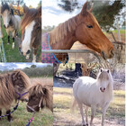 Equine-lover