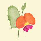 CoralPeaDesigns