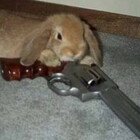 EmotionalBunny
