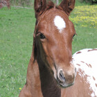 skyhorse