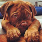 Puppyofday