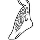 MadArmadillo