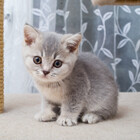 sparklecat