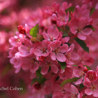 RCNaturephotos