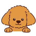 Poodle222