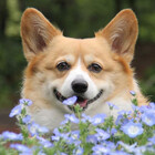 KonatsuCorgi