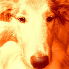 colliegirl