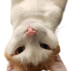 Revocat13