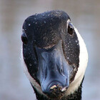 silliest-goose1