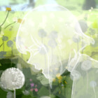 tshuki