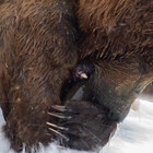 Otters-Hands