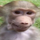 kimbolu