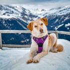 Dailyanimal